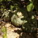 Lophophora diffusa - Photo (c) OmarDS, some rights reserved (CC BY-NC), uploaded by OmarDS