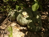 Lophophora diffusa - Photo (c) OmarDS, some rights reserved (CC BY-NC), uploaded by OmarDS