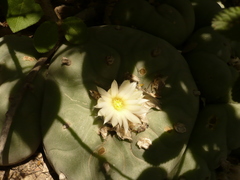 Lophophora diffusa