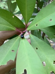 Arthrotus abdominalis