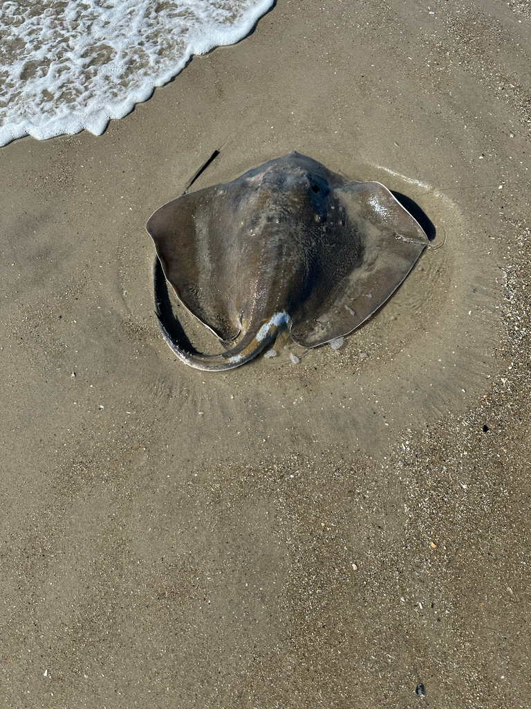 Roughtail stingray resting half-buried in wet sand at the water's edge