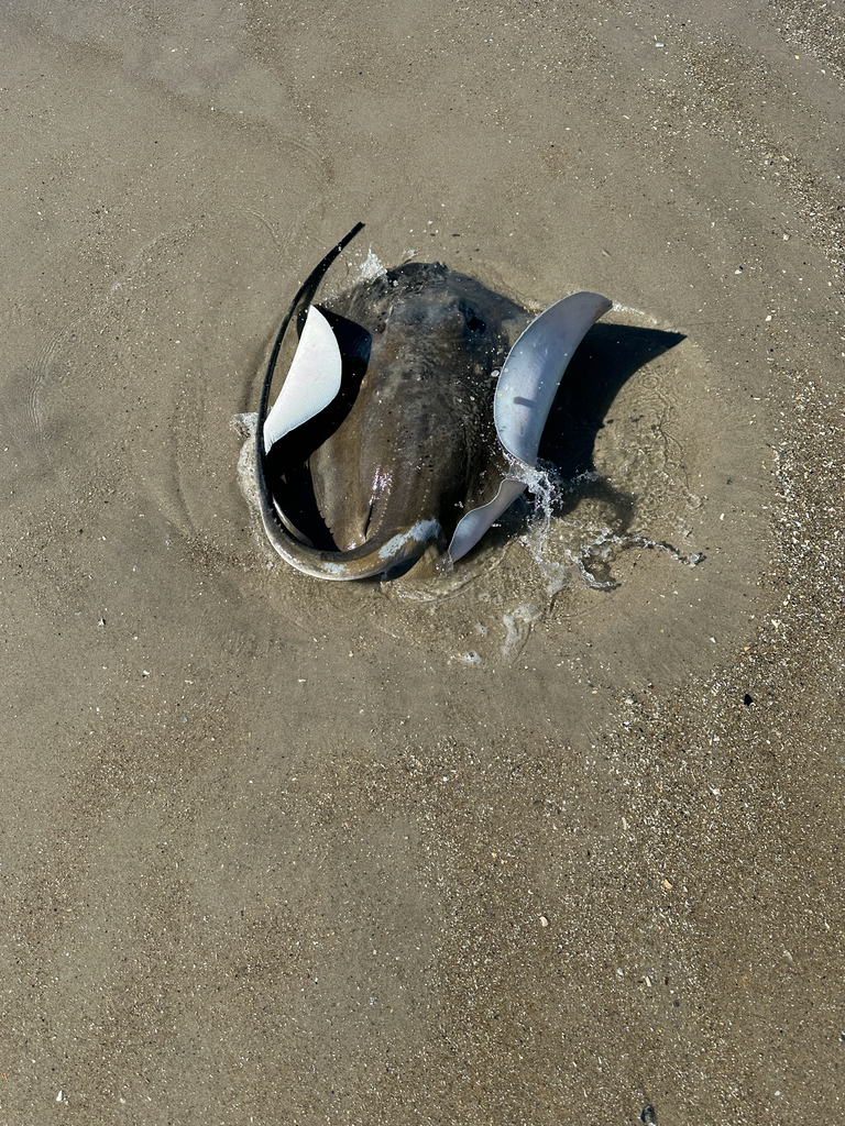 Roughtail stingray partly buried in sand in the shallows at the water's edge