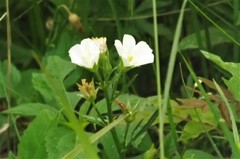 Callirhoe alcaeoides