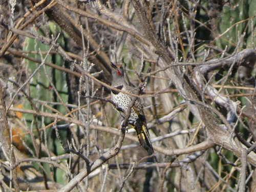 Carpintero de Pechera del Noroeste