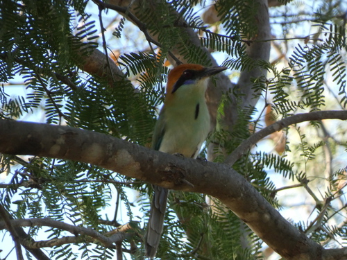 Momoto Corona Canela