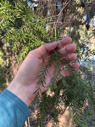 Melaleuca decora, 2026-06-20