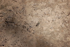 Cicindela splendida