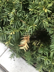 Pestalotiopsis funerea