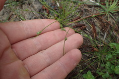 Isolepis pseudosetacea