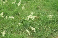 Poa arachnifera