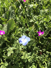 Nemophila menziesii menziesii