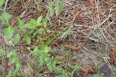 Isolepis pseudosetacea