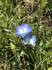 Nemophila menziesii menziesii