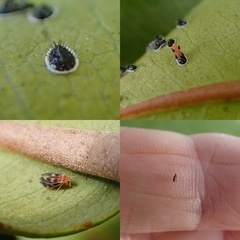 Aleurocanthus spiniferus