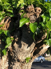 Magnoliopsida
