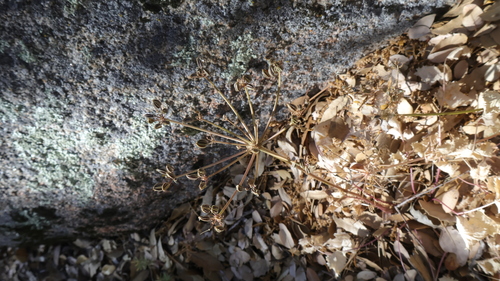 Tauschia arguta observed 2026-06-18