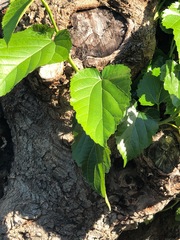Magnoliopsida