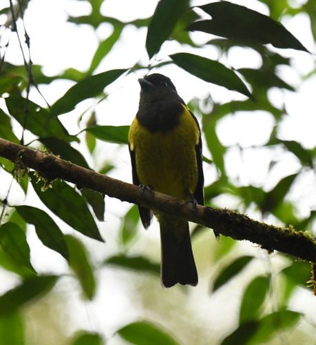 Hooded Berryeater