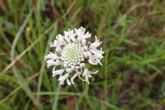 Marshallia caespitosa
