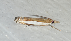 Crambus quinquareatus