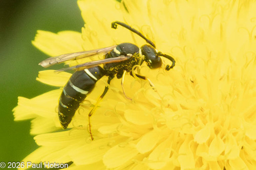 Odynerus observed 2026-06-12