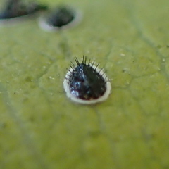 Aleurocanthus spiniferus