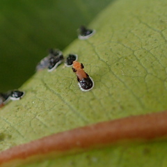 Aleurocanthus spiniferus
