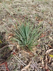 Xanthorrhoea quadrangulata