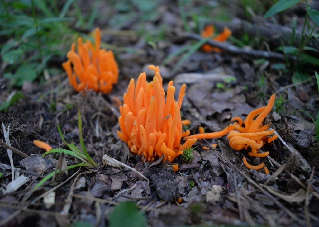 Orange Spindle · June 2026 · photo: Photo: (c) Ben Gruhot, some rights reserved (CC BY) · iNaturalist