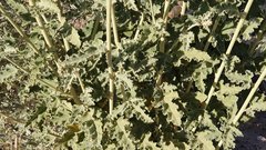 Sphaeralcea orcuttii