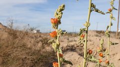 Sphaeralcea orcuttii