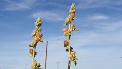 Sphaeralcea orcuttii