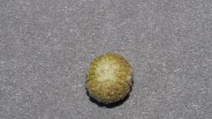 Sphaeralcea orcuttii