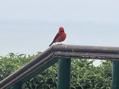 Pyrocephalus rubinus obscurus