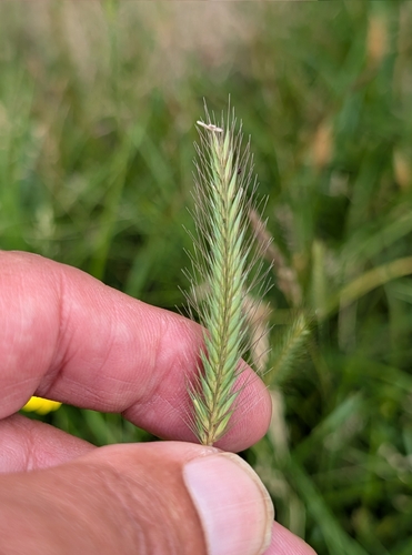 Hordeum secalinum, photograph 4