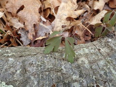 Anemonoides quinquefolia