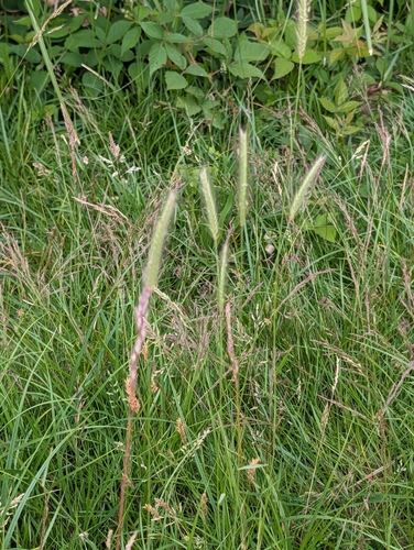 Hordeum secalinum, photograph 5