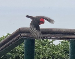 Pyrocephalus rubinus obscurus