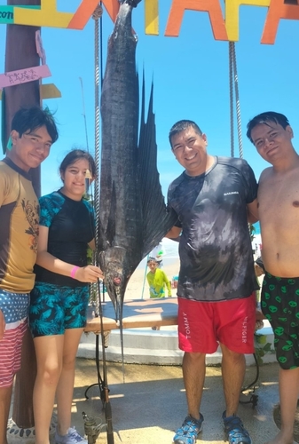 Sailfish (Istiophorus platypterus)