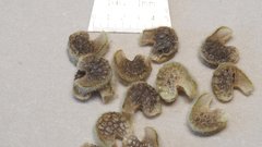 Sphaeralcea orcuttii