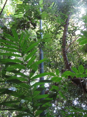 Ptychosperma macarthurii