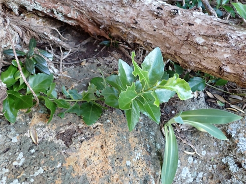 Melicytus novae-zelandiae, photograph 5