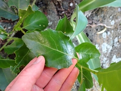 Melicytus novae-zelandiae, photograph (c) Oscar Dove, some rights reserved (CC BY)