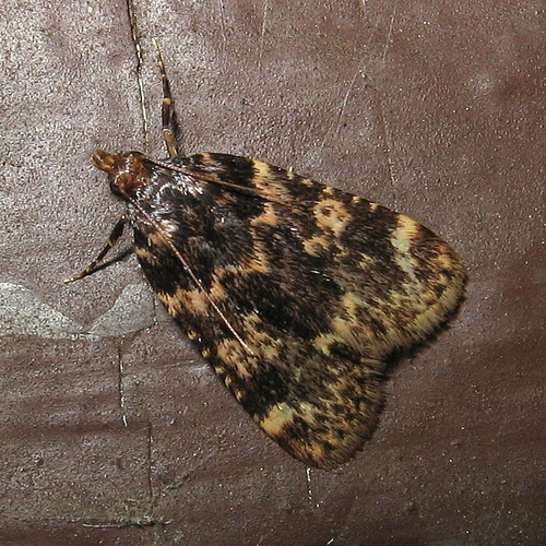 Stored grain moth