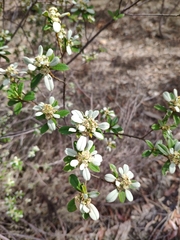 Spyridium spathulatum