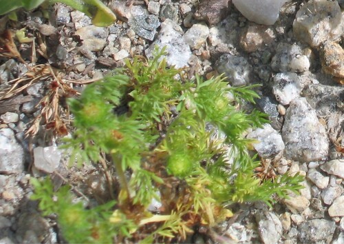 Soliva sessilis iNat (1)