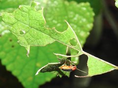 Trichobalya bowringii