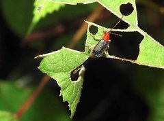 Trichobalya bowringii