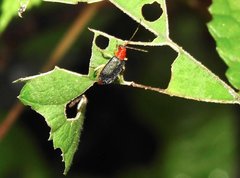 Trichobalya bowringii