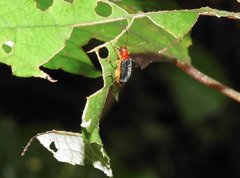 Trichobalya bowringii